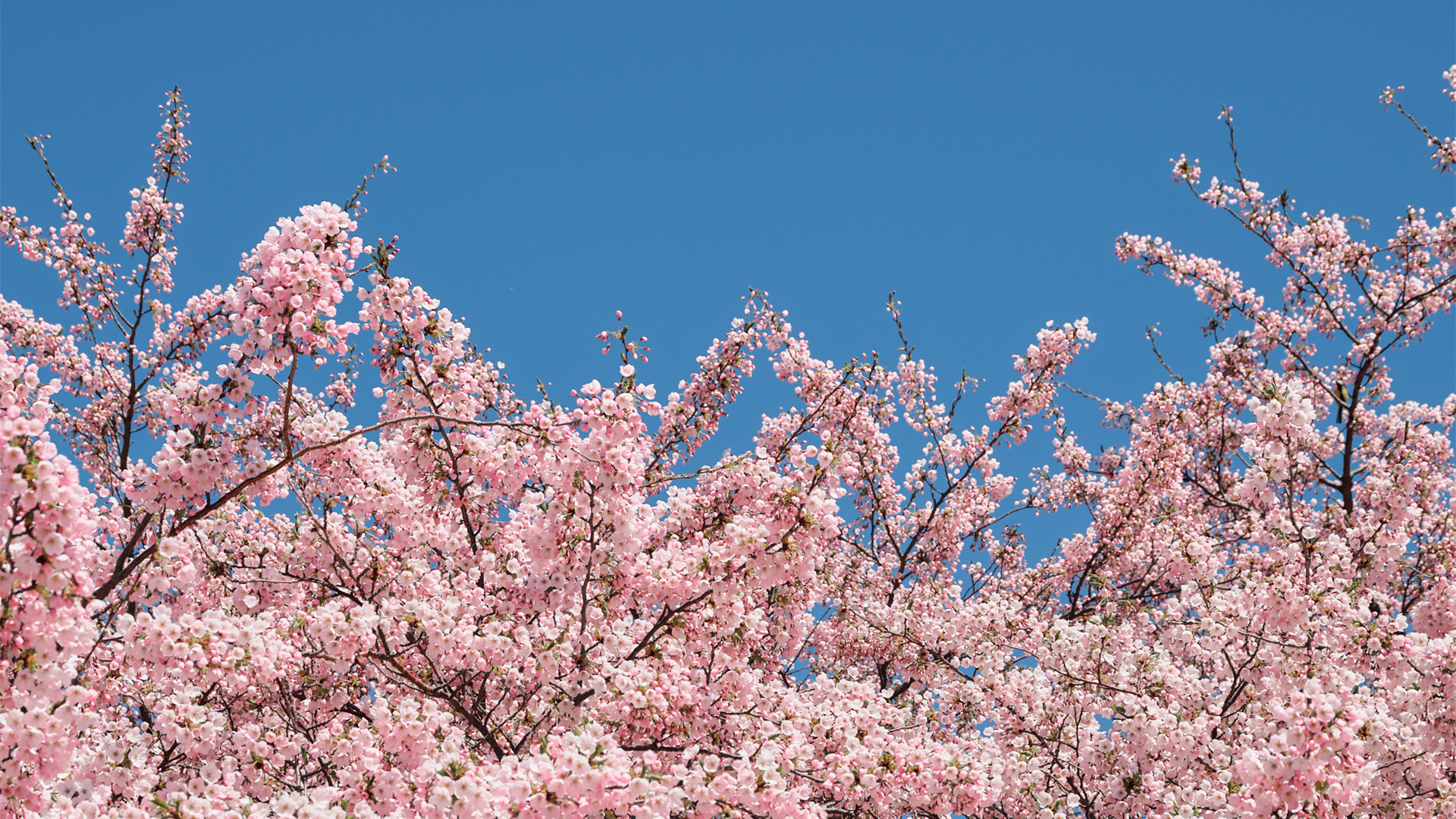 Forår 16X9 Baggrund
